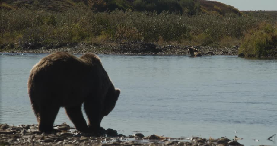 A silhouetted grizzly bear forages on a rocky riverbank as another bear looks on from the water