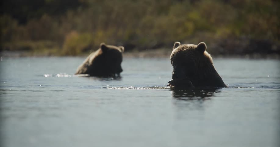 A slow-motion shot shows two backlit brown bears in a river, with one in the foreground eating a fish