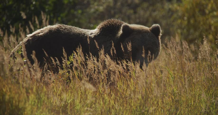 A majestic grizzly bear stands in a field of tall golden grass, backlit by the warm sun