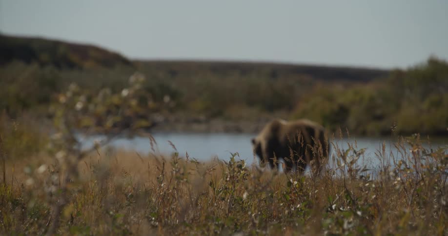 A wild grizzly bear forages for food in the tall grass along the river on a calm day