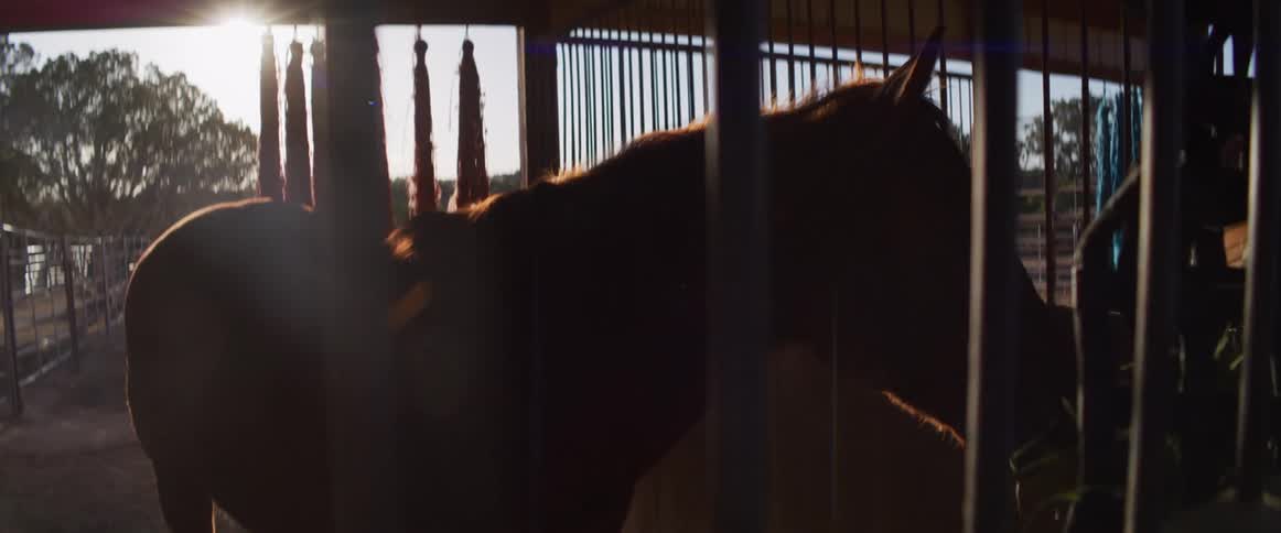 Backlit silhouette of a calm horse eating in its stable during a beautiful sunrise