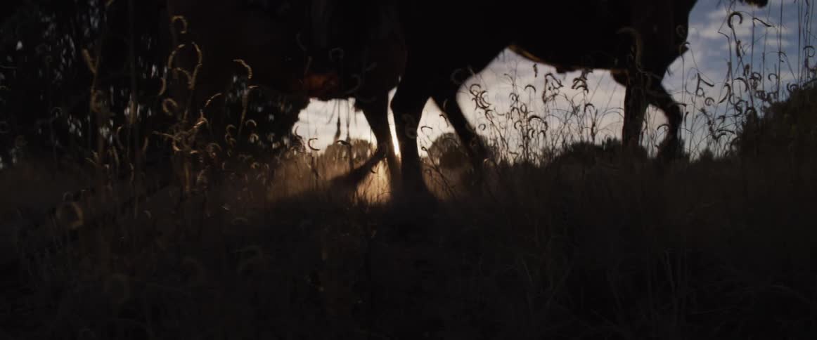 A low-angle slow-motion shot captures the silhouettes of horses and riders walking through a golden field at sunset