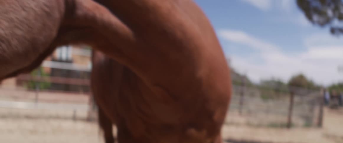 Slow-motion close-up of a silly brown horse sticking its tongue out and yawning at a ranch on a bright sunny day
