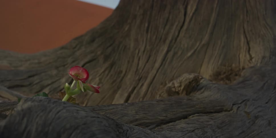 A delicate pink desert flower blooms from the crevices of a weathered dead tree, a symbol of life in a harsh environment
