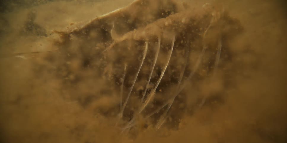 A fish skeleton rests on a sandy riverbed before a cloud of silt is stirred up, completely obscuring the underwater view