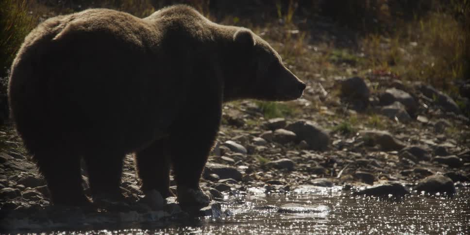 Slow motion shot of a majestic brown bear standing on a rocky riverbank, backlit by the sun sparkling on the water
