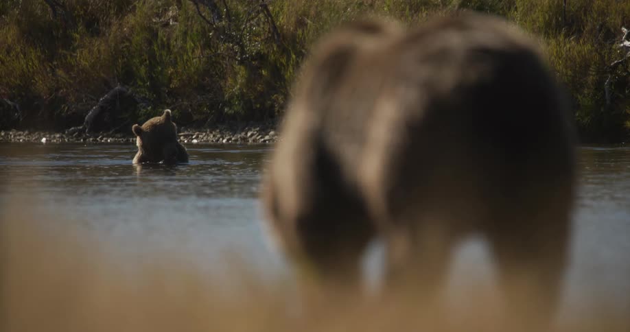 With one grizzly bear out of focus in the foreground, another bear sits and eats in a calm river in the background