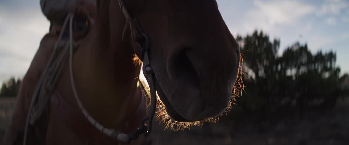 The setting sun creates a dramatic lens flare and highlights the whiskers on a horse's muzzle in a cinematic slow-motion close-up