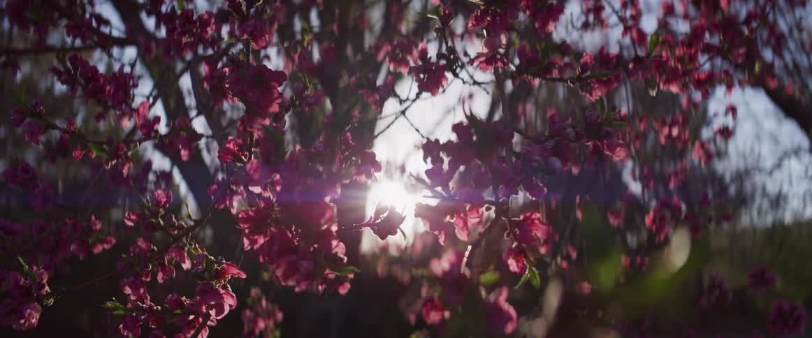 Close-up of blooming pink flowers on a tree as the golden sun flares through the branches