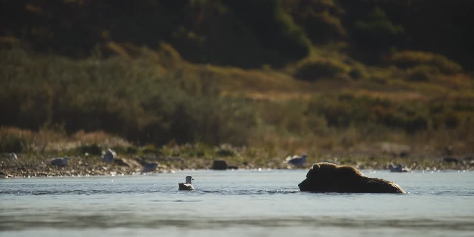 A large grizzly bear waits patiently in a river for fish, with a curious seagull floating nearby