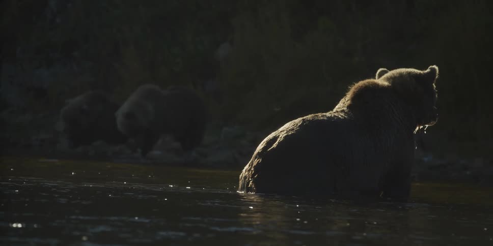 A backlit grizzly bear sits patiently in a river while its cubs wait on the dark shoreline