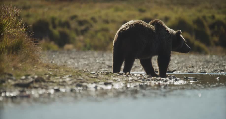 A slow-motion cinematic shot of a grizzly bear standing on the shore of a river in the wilderness