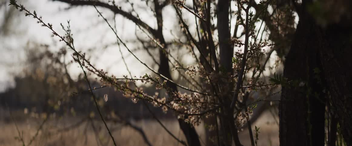 A serene close-up of a blossoming tree in early spring, with the sun casting a warm glow through the branches