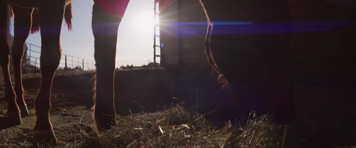 A silhouetted horse eats hay from the ground in slow motion, with the golden sun flaring brightly in the background