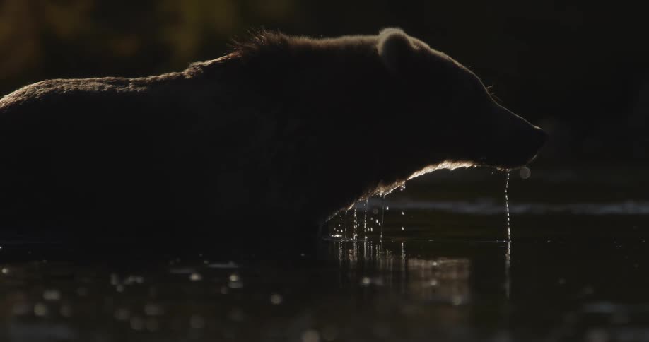 A majestic brown bear drinks from a tranquil river in a dramatic slow-motion silhouette