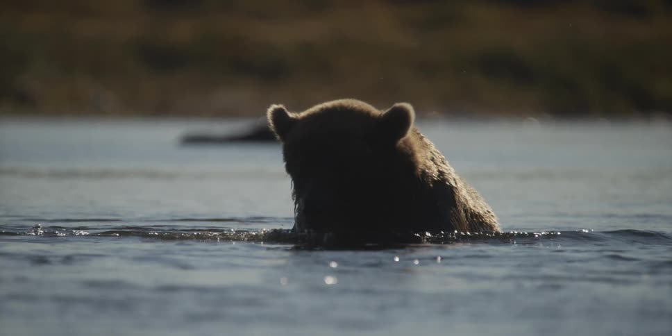 A backlit grizzly bear raises its head from a river while hunting for fish in dramatic slow motion