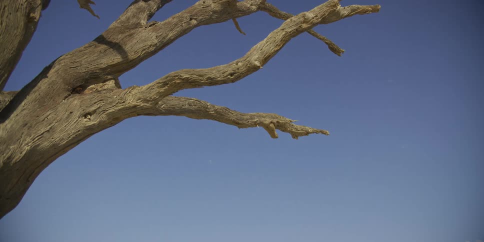 A slow upward pan reveals the gnarled, lifeless branches of a dead tree set against a vast, clear blue sky