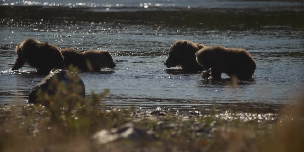 A mother grizzly bear and her three cubs stand together in a sunlit river enjoying a freshly caught meal