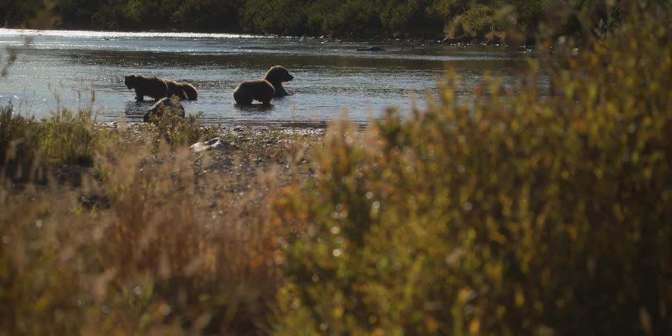 A mother grizzly bear and her two cubs fish for salmon in a sunlit river, viewed from the grassy shoreline