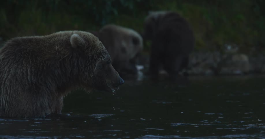 A large brown bear eats a freshly caught salmon in a river at twilight in dramatic slow motion