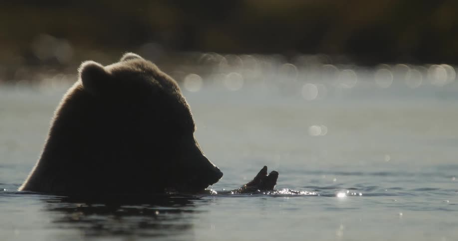 Slow motion close-up of a backlit grizzly bear silhouetted against a shimmering river as it eats a freshly caught fish