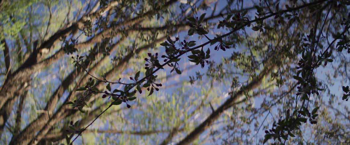 A low-angle view of a tree branch with new buds swaying gently in the breeze against a clear blue sky