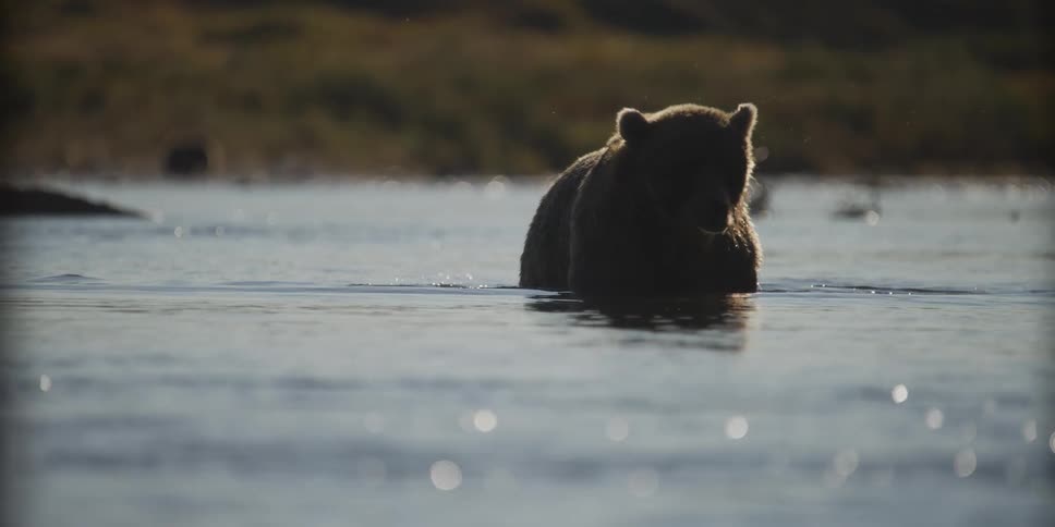 A silhouetted brown bear sits peacefully in the sparkling water of a river during golden hour