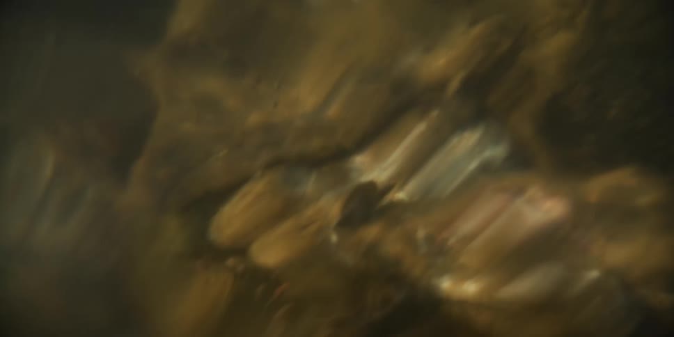 Murky underwater shot reveals spawned-out salmon decomposing on the rocky bottom of a stream