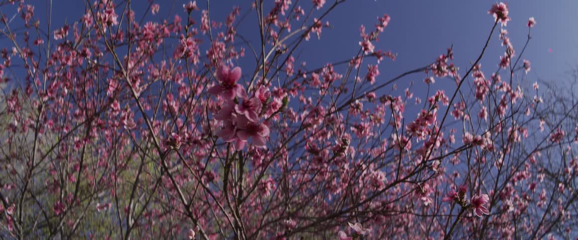 A beautiful low-angle shot captures delicate pink cherry blossoms swaying gently in the wind against a clear, deep blue sky
