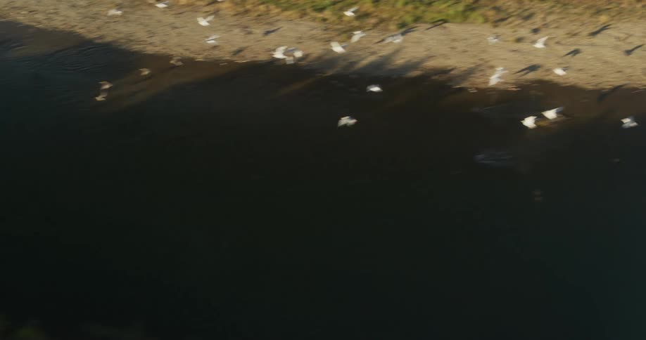An overhead aerial view follows a flock of white birds as they fly over a dark river and into the vast, dense forest