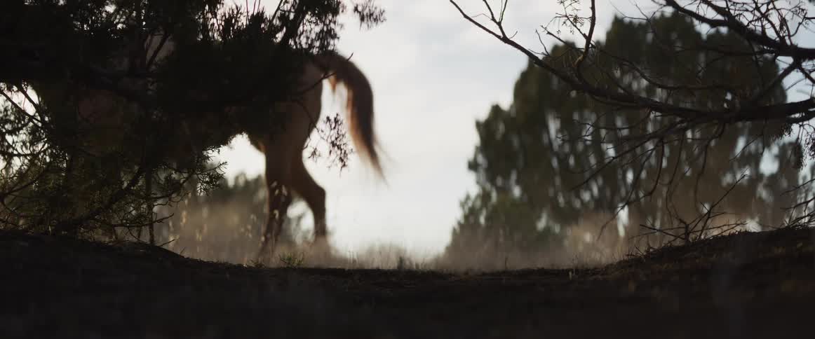 Cinematic slow-motion low angle shot of silhouetted horses with riders walking on a dusty trail kicking up dust