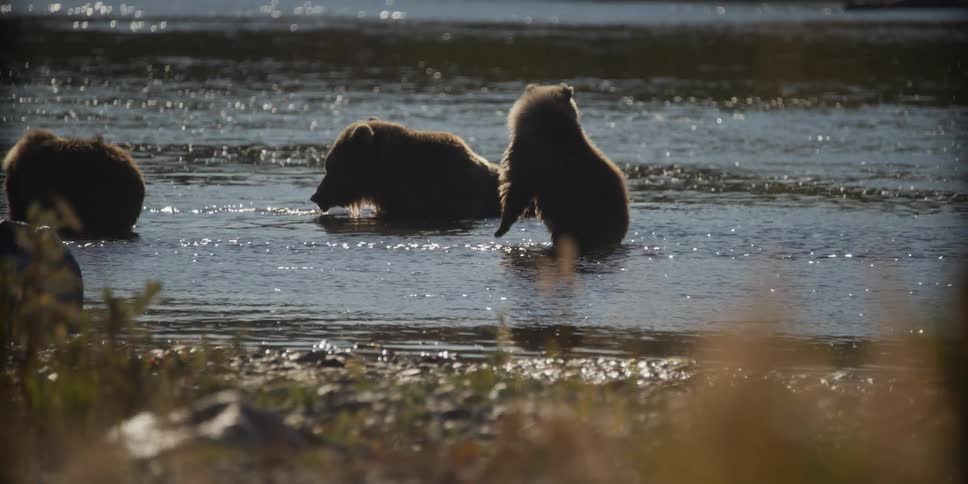 Backlit slow motion footage captures a cute grizzly bear cub standing on its hind legs to eat while its mother lounges in the river