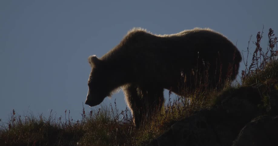 A powerful brown bear is silhouetted against the sky on a grassy hillside, its fur beautifully illuminated by the rim light of the sun