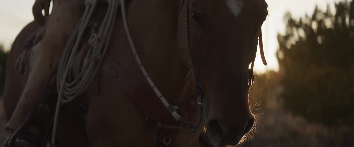 A serene close-up of a saddled horse standing peacefully as the golden sunset light illuminates its mane