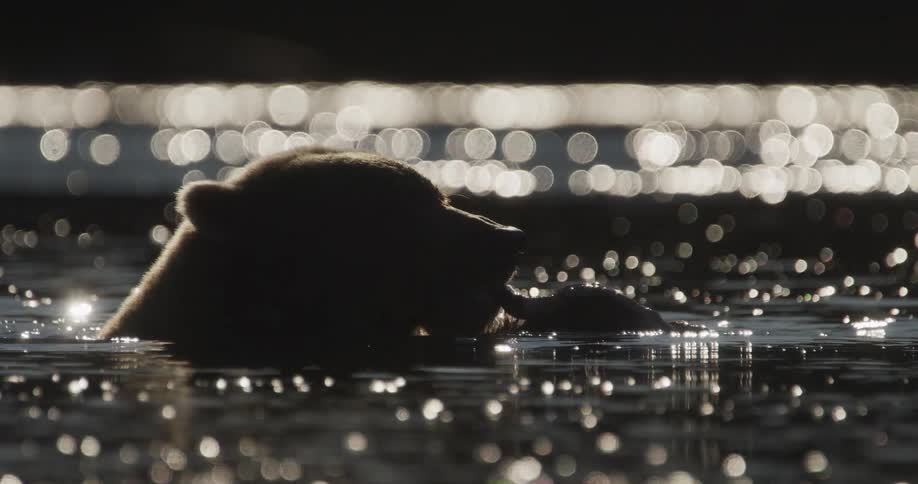A stunning slow-motion silhouette of a grizzly bear feasting on a fresh kill in shimmering water