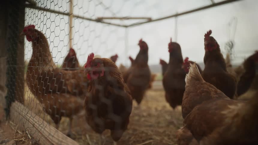 A close-up view of several curious brown chickens looking at the camera from inside their coop on a farm