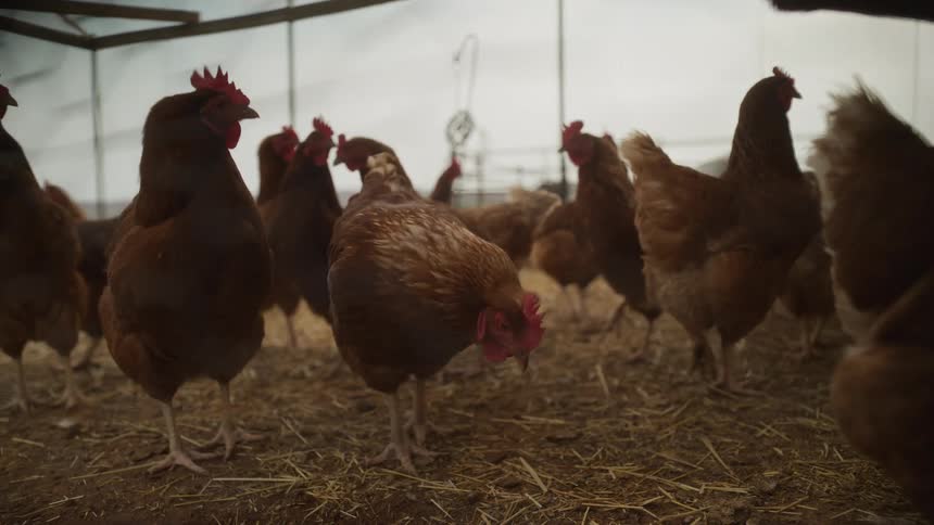A flock of curious brown chickens stands together in a hay-filled coop on a farm