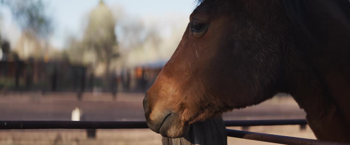 A peaceful brown horse rests its head against a wooden fence post and slowly blinks its eyes in the warm sunlight