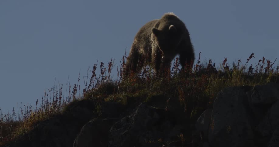 A majestic grizzly bear is silhouetted on a rocky hilltop, finally sitting down to rest against the clear sky in slow motion