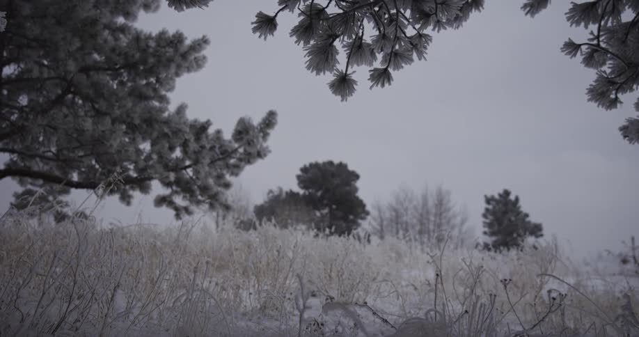 A quiet, snowy landscape with frost-covered pine trees and grasses under a grey winter sky
