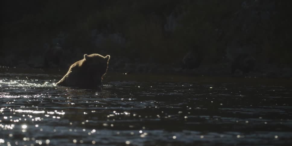 A majestic brown bear sits silhouetted in a dark, sparkling river as its family emerges from the shadows in the background