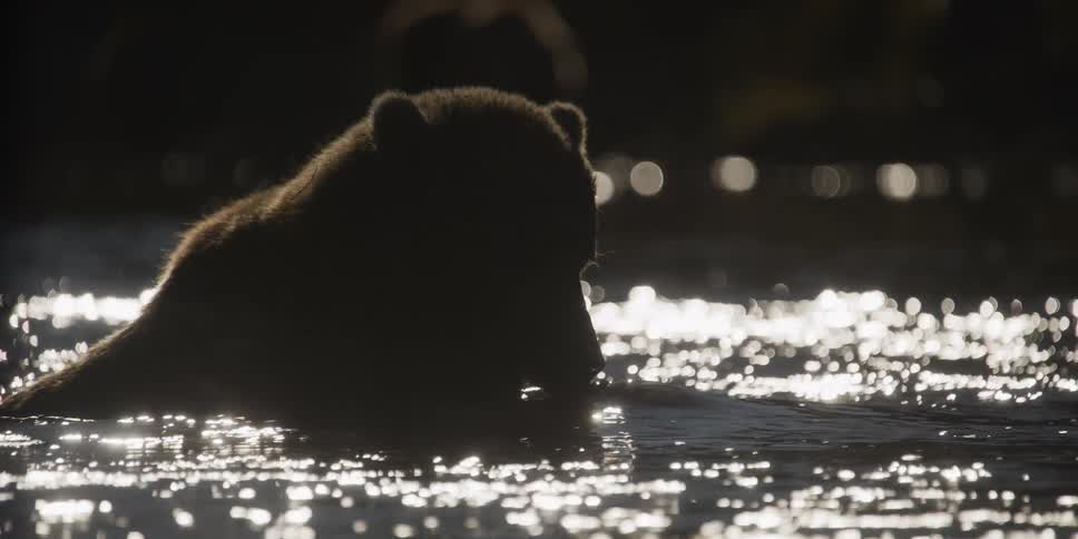 Close up of a silhouetted brown bear eating a fish in a shimmering river with beautiful backlighting