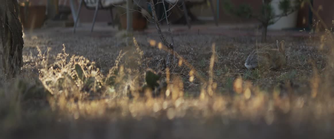 A wild cottontail rabbit forages for food in a dry backyard during a warm, golden sunset
