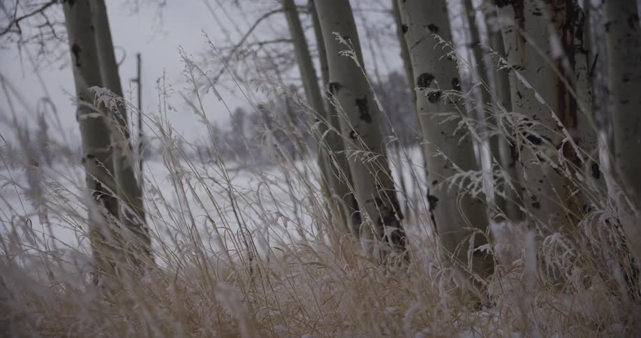 Snow-dusted blades of grass sway gently in a winter forest of aspen trees