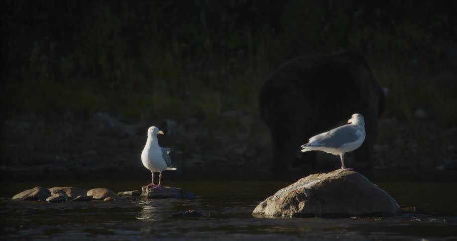 Two seagulls stand on sunlit rocks in a river while a large brown bear walks along the shadowy bank behind them