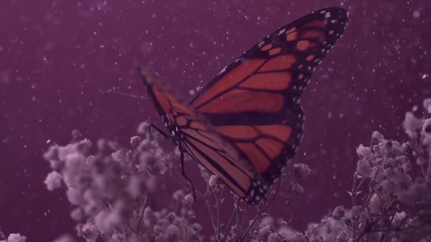 A butterfly sits on a plant while it rains