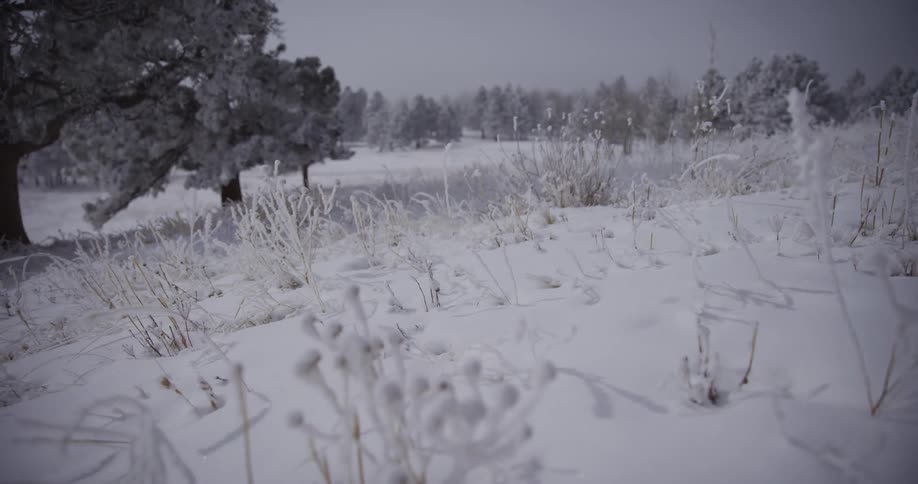 A slow dolly shot glides across a serene winter landscape, revealing frost-covered plants and trees in a snowy field