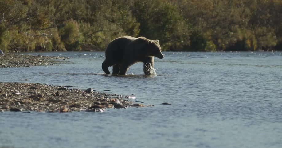 A majestic grizzly bear backlit by the sun wades slowly through a river hunting for fish