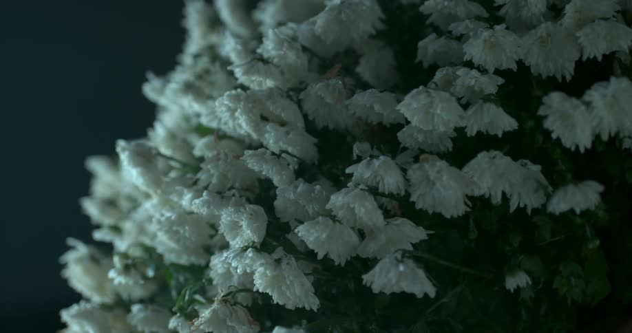 White blossoms cover a plant