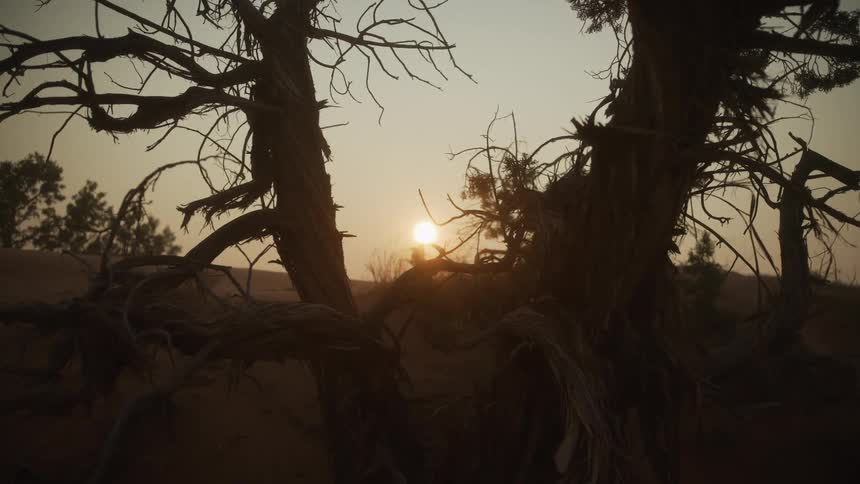 A silhouetted, gnarled desert tree frames the setting sun in this serene, static shot